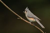 Mésange bicolore