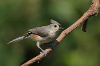 Mésange bicolore