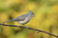 Mésange bicolore
