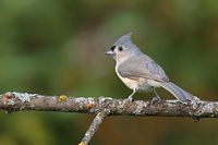 Mésange bicolore