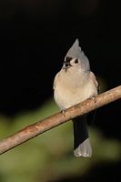 Mésange bicolore