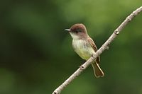 Moucherole phébi
