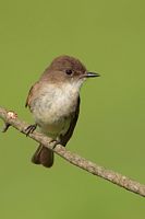 Moucherole phébi