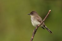 Moucherole phebi