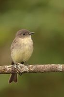 Moucherole phébi