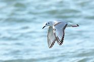 Mouette de Bonaparte