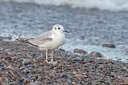 Mouette de Bonaparte