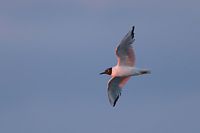 Mouette de Bonaparte