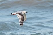 Mouette pygmée