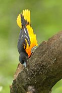 Oriole de Baltimore