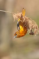 Femelle oriole