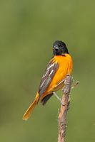 Oriole de Baltimore mâle