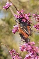 Oriole des vergers