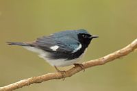 Paruline bleu