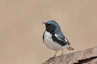 Paruline bleue