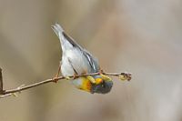 Paruline à collier