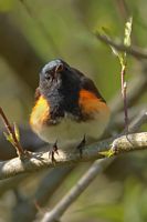 Paruline flamboyante