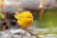 Paruline jaune