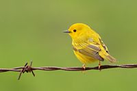 Paruline jaune