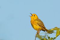 Paruline jaune mâle