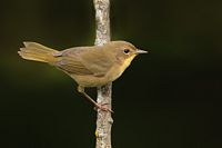 Paruline masquée