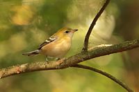 Paruline des pins