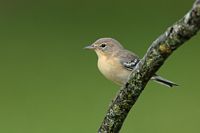 Paruline des pins