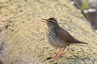 Paruline des ruisseaux