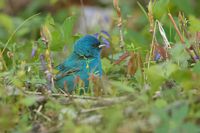 Passerin indigo