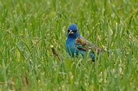 Passerin indigo