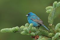 Passerin indigo