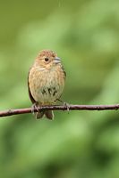 Passerin indigo femelle