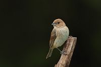 Passerin indigo femelle