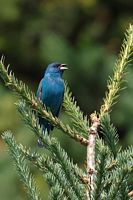 Passerin indigo