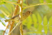 Jeune passerin indigo