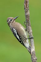 Jeune pic maculé
