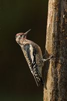 Pic maculé
