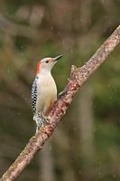 Pic à ventre roux femelle