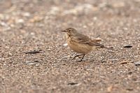 Pipit d'Amérique