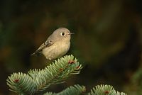 Roitelet à couronne rubis