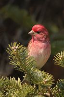 Roselin pourpré mâle