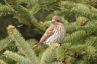 roselin pourpré femelle