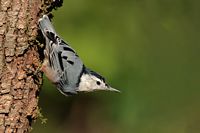 Sitelle à poitrine blanche