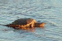 Tortue serpentine