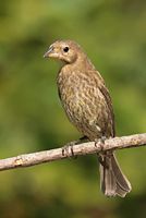 Jeune vacher à tête brune