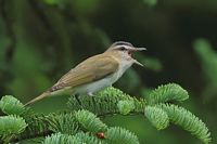 Viréo aux yeux rouges